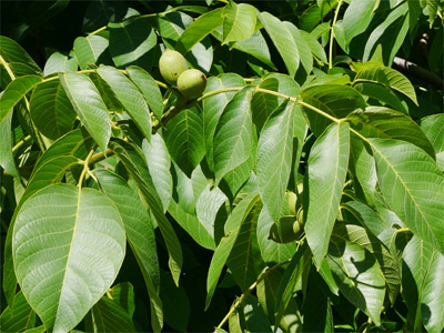 Walnussblätter (Juglandis folium)