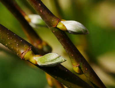 Weidenrinde (Salicis cortex) Weidenrinde (Salicis cortex)