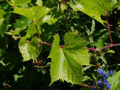 Rotes Weinlaub