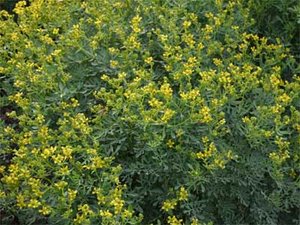 Weinraute (Rutae herba) Weinraute (Rutae herba)