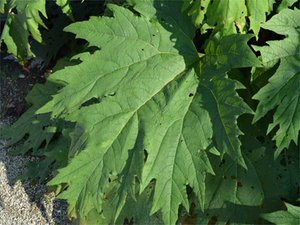 Rharbarber (Rheum palmatum) Rharbarberblatt (Rheum palmatum)