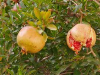 Granatapfel (Punica granatum) Granatapfel (Punica granatum)