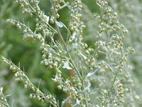 Wermut (Artemisia absinthium) Wermut (Artemisia absinthium)