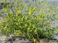Steinklee (Meliloti herba) Steinklee (Meliloti herba)