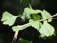 Ginkgoblätter (Ginkgo folium) Ginkgoblätter (Ginkgo folium)