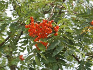 Eberesche (Sorbus aucuparia) Eberesche (Sorbi fructus)