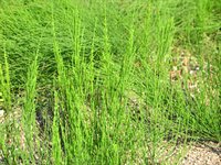 Schachtelhalm (Equisetum arvense)