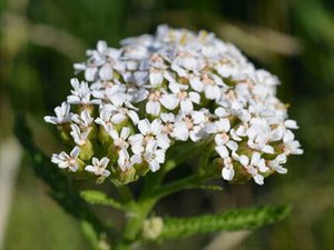 Schafgarbe (Achillea millefolium) Schafgarbe (Achillea millefolium)