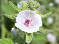 Eibisch (Althaea officinalis) Eibischblüte (Althaeae flos)