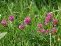 Rotklee (Trifoli herba) Rotklee (Trifoli herba)