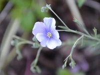Leinsamen (Linum usitatissimum) Leinsamen (Linum usitatissimum)
