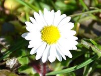 Gänseblümchen (Bellis perennis)