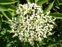 Holunderblüte (Sambuci flos) Holunderblüte (Sambuci flos)