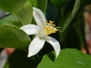 Orangenblüte (Ciitri auranthi flos)