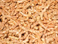 Gelbwurz (Curcuma longa) Gelbwurz (Curcuma longa)