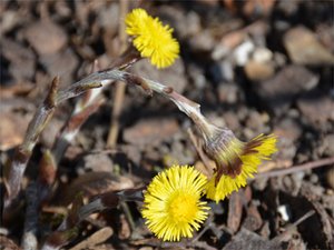 Huflattich (Farafarae folium) Huflattichblüte (Farafarae flos)