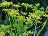 Fenchelblüten (Foeniculum vulgare)