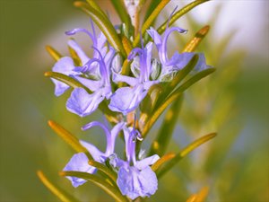 Rosmarinblüte (Rosmarinus officinalis)