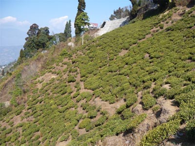 Grüner Tee in Darjeeling